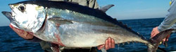 blackfin-tuna-florida-charters