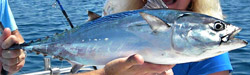 tuna-florida-charters