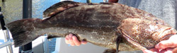 grouper-florida-charters