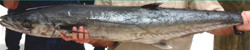 Catch kingfish-florida-charters