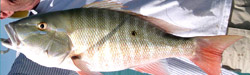 Catch mutton-snapper-florida-charters