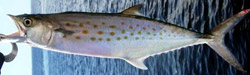 spanish-mackerel-florida-charters