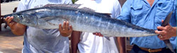 wahoo-florida-charters Catch